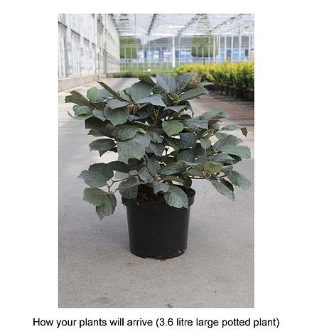 Fothergilla X Intermedia 'Blue Shadow' 2 Fothergilla X Intermedia 'Blue Shadow' - Image 2