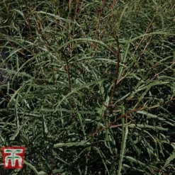 Rhamnus Frangula 'Asplenifolia' -Florist Zone FRAN T66222 C