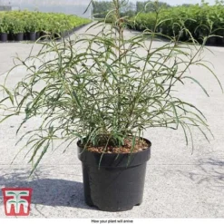 Rhamnus Frangula 'Asplenifolia' -Florist Zone FRAN T66222 D