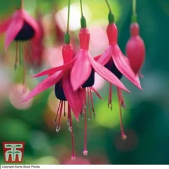 Fuchsia 'Riccartonii' (Hardy)