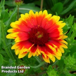 Gaillardia Aristata Giant Hybrids 5 Gaillardia Aristata Giant Hybrids -Florist Zone GAIL 64150 C
