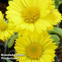 Gaillardia Aristata Mesa Yellow -Florist Zone GAIL 64156 C
