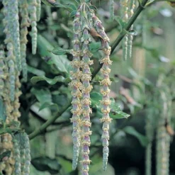 Garrya Elliptica -Florist Zone GARR T44294 A h