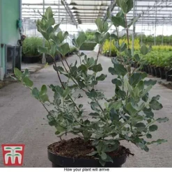 Garrya Elliptica -Florist Zone GARR T44294 E