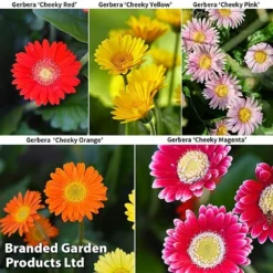 Gerbera Garvinea 'Cheeky Collection' -Florist Zone GERBERA COLL