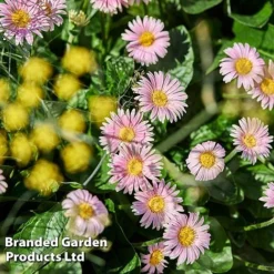 Gerbera Garvinea 'Cheeky Collection' -Florist Zone GERB CHEEKPINK F
