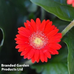 Gerbera Garvinea 'Cheeky Collection' -Florist Zone GERB CHEEKRED G