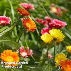 Gerbera Garvinea 'Cheeky Collection' -Florist Zone GERB CHEEKYMIX S49058