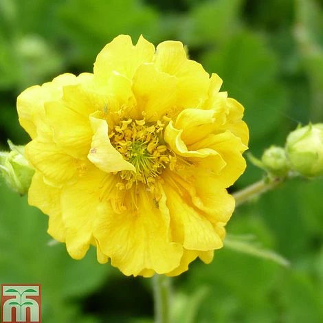 Geum 'Sunrise' 1 Geum 'Sunrise'