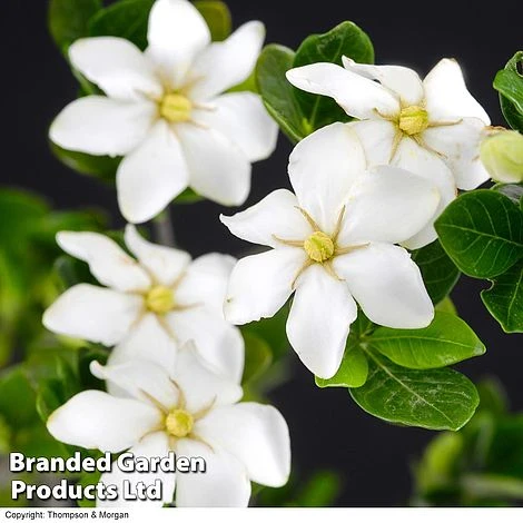 Gardenia Jasminoides 'Kleim's Hardy' 1 Gardenia Jasminoides 'Kleim's Hardy'
