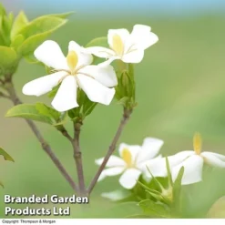 Gardenia Jasminoides 'Kleim's Hardy' 6 Gardenia Jasminoides 'Kleim's Hardy' -Florist Zone Gardenia kleim 3