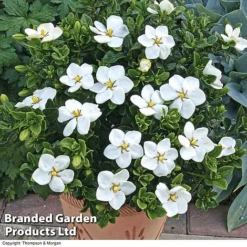 Gardenia Jasminoides 'Kleim's Hardy' 7 Gardenia Jasminoides 'Kleim's Hardy' -Florist Zone Gardenia kleim 4