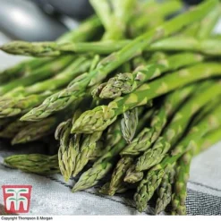 Asparagus Collection (Spring Planting) -Florist Zone Gijnlim Asparagus2