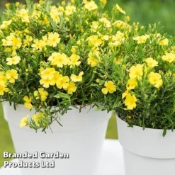 Halimium 'April Sun' 7 Halimium 'April Sun' -Florist Zone HALI APRILSUN S17150