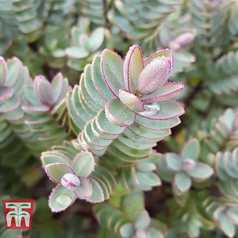 Hebe 'Red Edge' 1 Hebe 'Red Edge'