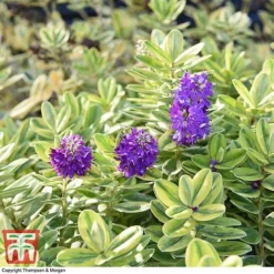 Hebe 'Silver Queen' -Florist Zone HEBE 8028 A1