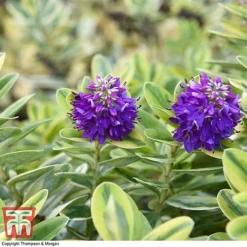 Hebe 'Silver Queen' -Florist Zone HEBE 8028 A2