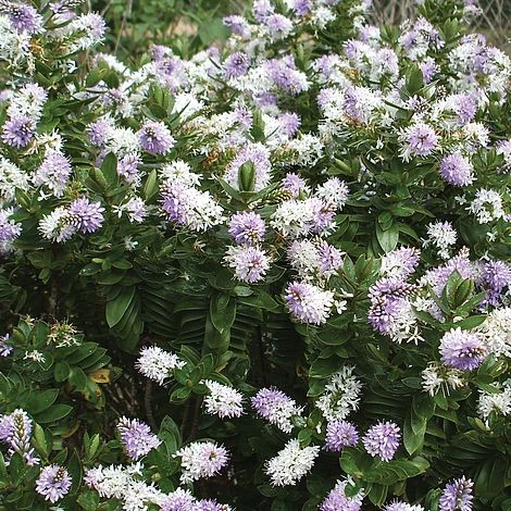 Hebe 'High Voltage' 1 Hebe 'High Voltage'