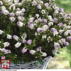 Hebe 'High Voltage' 5 Hebe 'High Voltage' -Florist Zone HEBE T71349 C