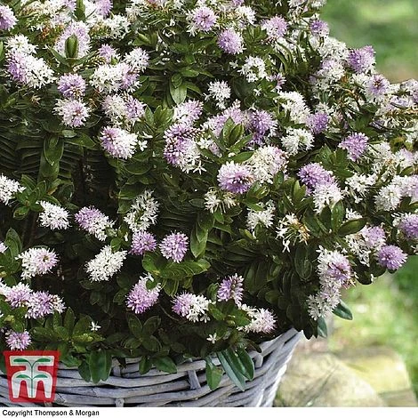 Hebe 'High Voltage' 3 Hebe 'High Voltage' - Image 3