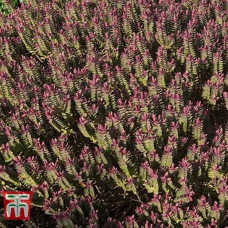 Hebe 'Super Red' 2 Hebe 'Super Red' - Image 2