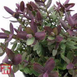 Hebe 'Super Red' 6 Hebe 'Super Red' -Florist Zone HEBE TKA0891 B