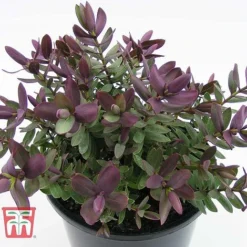 Hebe 'Super Red' 7 Hebe 'Super Red' -Florist Zone HEBE TKA0891 C