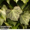 Hedera Helix 'Woerner'