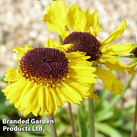 Helenium Tip Top 2 Helenium Tip Top - Image 2