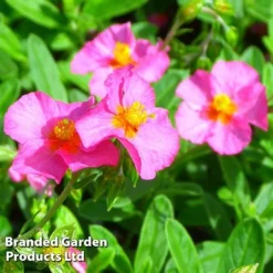 Helianthemum Ben Hope -Florist Zone HELI 64196 C