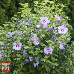 Hibiscus Syriacus 'Oiseau Bleu' -Florist Zone HIBI T58192 C