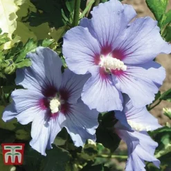 Hibiscus Syriacus 'Oiseau Bleu' -Florist Zone HIBI T58192 D