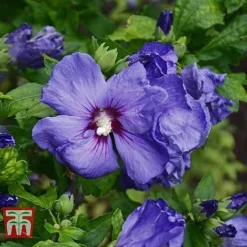 Hibiscus Syriacus 'Oiseau Bleu' -Florist Zone HIBI T58192 E