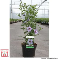 Hibiscus Syriacus 'Oiseau Bleu' -Florist Zone HIBI T58192 F