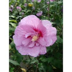 Hibiscus Syriacus 'Lavender Chiffon'