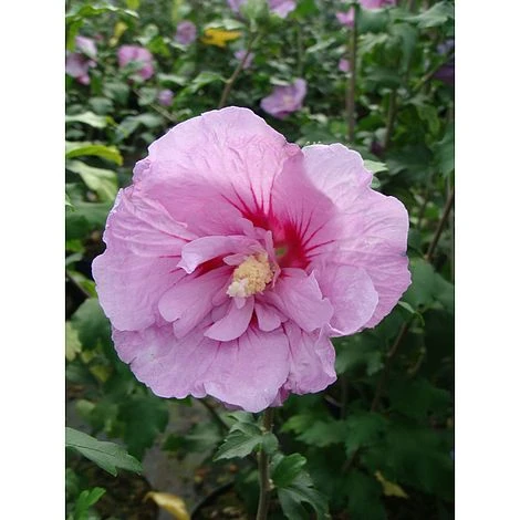 Hibiscus Syriacus 'Lavender Chiffon' 1 Hibiscus Syriacus 'Lavender Chiffon'