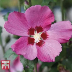 Hibiscus Syriacus 'Woodbridge' -Florist Zone HIBI T67967 A