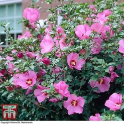 Hibiscus Syriacus 'Woodbridge' -Florist Zone HIBI T67967 D