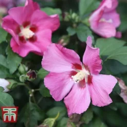 Hibiscus Syriacus 'Woodbridge' -Florist Zone HIBI T67967 E