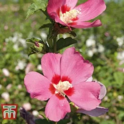 Hibiscus Syriacus 'Woodbridge' -Florist Zone HIBI T67967 F