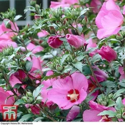 Hibiscus Syriacus 'Woodbridge' -Florist Zone HIBI T67967 G