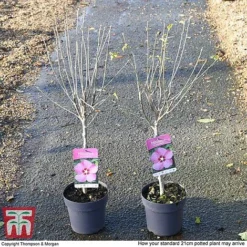 Hibiscus Syriacus 'Woodbridge' -Florist Zone HIBI T67967 H