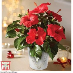 Hibiscus 'Festive Flair' - Gift