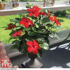 Hibiscus 'Festive Flair' - Gift 5 Hibiscus 'Festive Flair' - Gift -Florist Zone HIBI TG24284 D