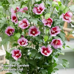 Hibiscus 'Flower Tower Purple' -Florist Zone HIBI FTOWERPUR H43877