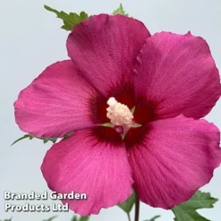 Hibiscus 'Flower Tower Collection' 7 Hibiscus 'Flower Tower Collection' -Florist Zone HIBI FTOWERRUB H438801