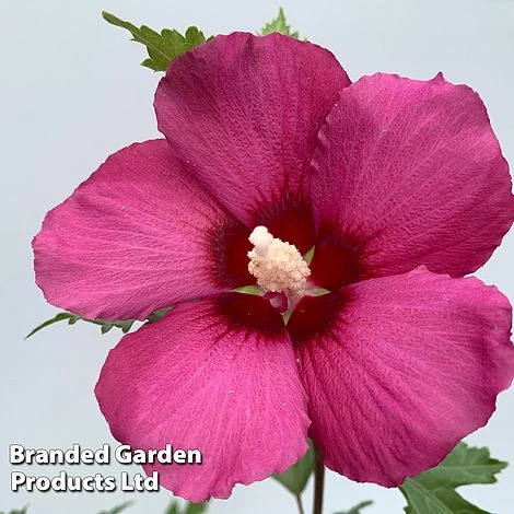 Hibiscus 'Flower Tower Collection' 4 Hibiscus 'Flower Tower Collection' - Image 4