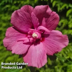 Hibiscus 'Flower Tower Ruby' -Florist Zone HIBI FTOWERRUB H43881