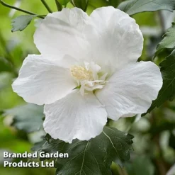 Hibiscus 'Flower Tower White' -Florist Zone HIBI FTOWERWHI H43884