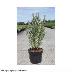 Hippophae Rhamnoides 'Hikul' -Florist Zone HIPP T66225 A h